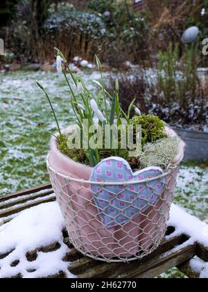 gouttes de neige (galanthus nivalis) dans un pot Banque D'Images