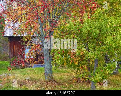 europe,suède,dalarna,mora,lac siljan,île de sollerön,frêne de montagne de couleur automnale sur une ancienne ferme Banque D'Images