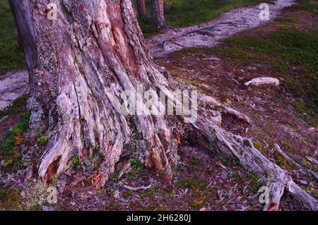 europe,suède,dalarna,älvdalen,idre,städjan-nipfjället réserve naturelle,tronc de bois mort d'un vieux pin Banque D'Images