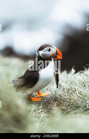 gros plan des macareux, fratercula arctica dans l'est de l'islande Banque D'Images