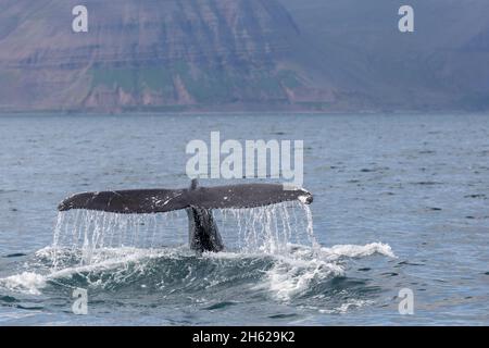 nageoire d'un rorqual à bosse submergeant dans les fjords de l'ouest. Banque D'Images