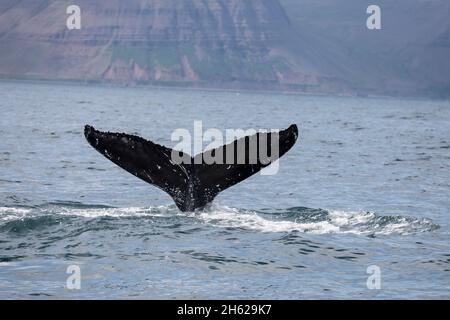 nageoire d'un rorqual à bosse submergeant dans les fjords de l'ouest. Banque D'Images