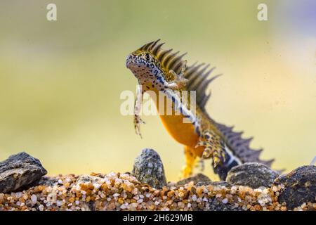 Le nouveau-Té à bandes méridionales (Ommatotriton vittatus), amphibie aquatique mâle, nage dans l'habitat d'eau douce de l'étang. Scène sous-marine de la faune de l'animal dans la nat Banque D'Images