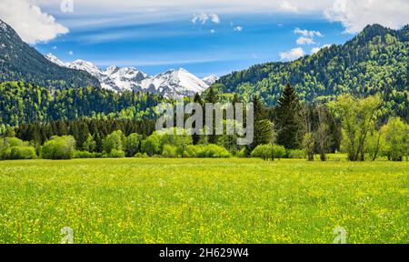 paysage de montagne idyllique près d'oberstdorf par une journée ensoleillée au printemps. prairies verdoyantes, forêts et montagnes enneigées sous un ciel bleu. alpes allgäu, bavière, allemagne, europe Banque D'Images
