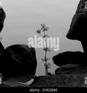 Photo en niveaux de gris de magnifiques fleurs sauvages entre des formations rocheuses sur un fond brumeux Banque D'Images