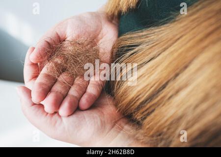 Problème de perte de cheveux ou concept d'alopécie.Les mains de la femme tiennent beaucoup de cheveux perdus en gros plan.Mise au point sélective.Femme caucasienne méconnaissable avec de longs cheveux bruns. Banque D'Images