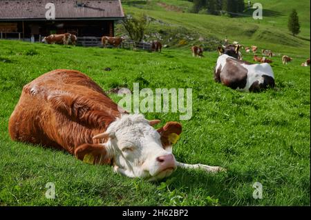 vaches sur le pâturage alpin dans les alpes bavaroises Banque D'Images