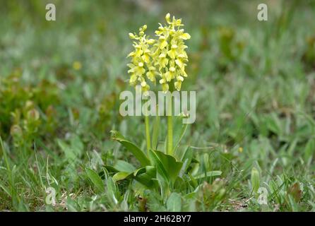 orchidée pâle (orchidée pallens),orchidée terrestre,valais,suisse Banque D'Images