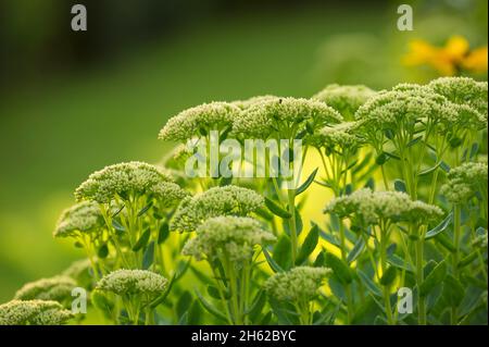 grand sedum (sedum telephium),boutons de fleurs fermés,allemagne Banque D'Images