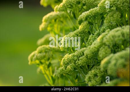 haut sedum (sedum telephium), boutons de fleurs fermés, lumière du soir, allemagne Banque D'Images