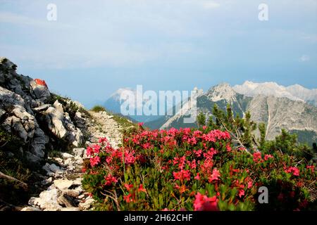 randonnée fantastique au sommet du brunnsteinspitze (2197 mètres), sentier de randonnée, chemin de rêve, roses alpines dans le fond sur la droite l'arnspitze, arnspitzen, au milieu le hohe munde, autriche, tyrol, scharnitz, karwendel parc naturel, Banque D'Images