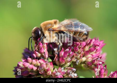 drone d'abeilles (api mellifera) Banque D'Images