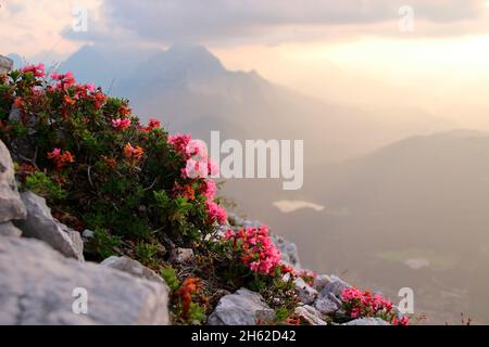 roses alpines, rosier alpin (rhododendron ferrugineum) sur le karwendel, au sommet de la vierspitze 2054 m, à l'heure du soir, en arrière-plan lautersee, montagnes wetterstein, allemagne, bavière, haute-bavière, werdenfelland, vallée d'isar, mittenwald Banque D'Images