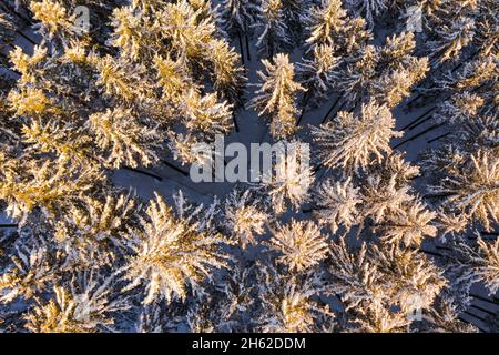 allemagne,thuringe,ilmenau,gehren,forêt,vue aérienne,vue de dessus Banque D'Images