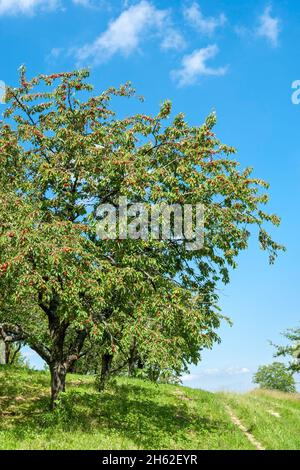 allemagne,bade-wurtemberg,beuren,cerisier avec cerises mûres sur un pré de verger dans la vallée de neuffen. Banque D'Images