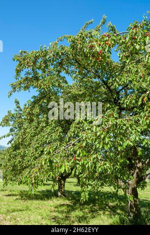 allemagne,bade-wurtemberg,beuren,cerisier avec cerises mûres sur un pré de verger dans la vallée de neuffen. Banque D'Images