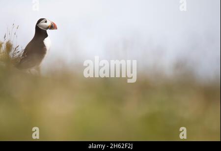 portrait d'un macareux. Banque D'Images