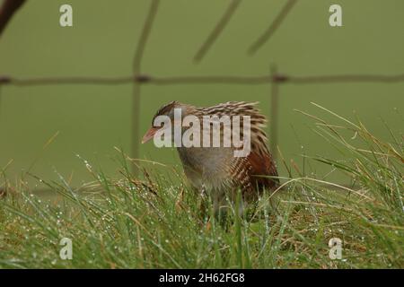 corncrake, une espèce de reproduction printemps/été dans le nord de l'Écosse et sur les îles.Leur appel est inimitable, comme un chiffre courant le long d'une co Banque D'Images