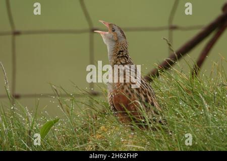 corncrake, une espèce de reproduction printemps/été dans le nord de l'Écosse et sur les îles.Leur appel est inimitable, comme un chiffre courant le long d'une co Banque D'Images