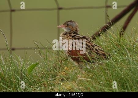 corncrake, une espèce de reproduction printemps/été dans le nord de l'Écosse et sur les îles.Leur appel est inimitable, comme un chiffre courant le long d'une co Banque D'Images