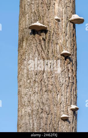 champignon de l'urine (fomes fomentarius) espèce de champignon appartenant à la famille des porcs-épics de tige (polyporaceae). Banque D'Images