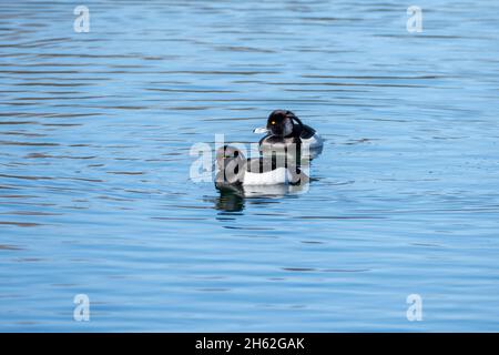 canard touffeté (aythya fuligula) mâle. Banque D'Images