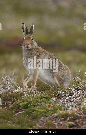 On trouve des lièvres d'Amérique ou des lièvres bleues sur les landes et les prairies, des montagnes basses aux hautes.Ils moult de brun en été à blanc en hiver Banque D'Images