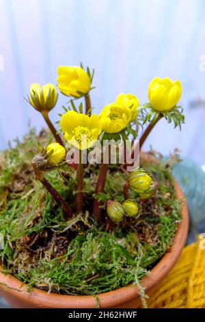 hivernins (eranthis hyemalis) dans un pot, recouvert de mousse Banque D'Images