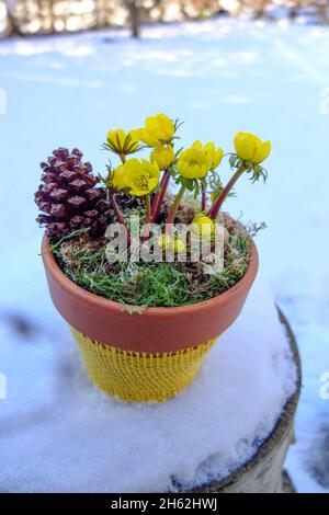 hivernage (eranthis hyemalis) dans un pot dans la neige Banque D'Images