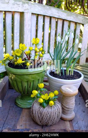 décoration printanière : hivernins (eranthis hyemalis) et gouttes de neige (galanthus) en pot Banque D'Images