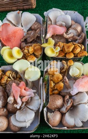 angleterre,hampshire,petersfield,marché hebdomadaire des agriculteurs,exposition de champignons colorés Banque D'Images