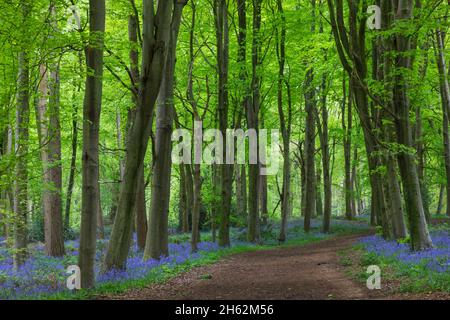 angleterre,hampshire,hinton ammpner,sentier vide dans les bois de bluebell Banque D'Images