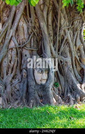 buddha fermement incarné tête dans les branches d'un arbre de bodhi, arbre de figue de bodhi, (ficus religiosa), wat mahathe, wat maha qui, temple bouddhiste complexe, construit en 1374 en dessous du roi borommaracha i, ayutthaya parc historique, ayutthaya, thaïlande, asie Banque D'Images