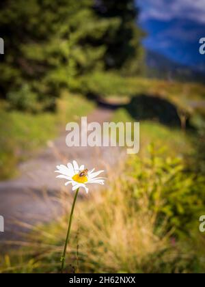 schwarzwaldalp abeille sur marguerite Banque D'Images