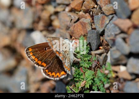 femelle de l'argus brun (aricia agestis) ponçant des œufs sur l'herbe à pin (erodium cicutarium) Banque D'Images