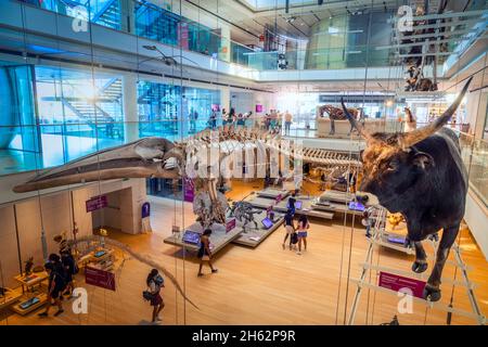 vue intérieure de la muse, musée des sciences, trento, trentin, italie Banque D'Images