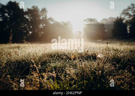 lever du soleil, lumière du matin, prairie, clara-zetkin-park, leipzig, saxe, allemagne, automne Banque D'Images