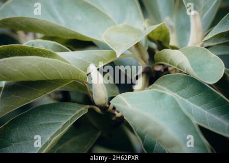 violet magnolia,magnolia liiflora,leipzig,saxe,allemagne,été Banque D'Images