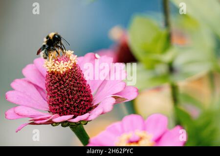 bumblebee foncé,bombus terrestris,zinnia,zinnia elegans,leipzig,saxe,allemagne,été Banque D'Images