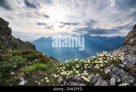 atmosphère d'été matin dans les montagnes. le soleil se brise entre les nuages à l'hinterstein et illumine le silberwurz. allgäu alpes, bavière, allemagne, europe Banque D'Images