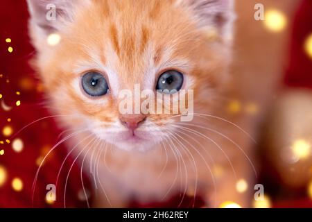Carte de Noël chatte au gingembre avec de grands yeux sur fond de fête.Chat rouge orange avec lumières de noël.Vacances et animaux domestiques Banque D'Images