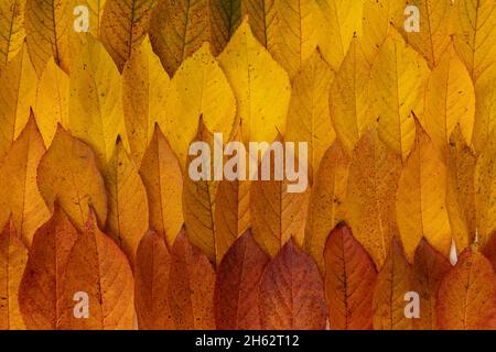 arrière-plan coloré avec feuilles de cerisier d'automne, belle bordure de feuilles d'automne, modèle lumineux de feuilles rouges et jaunes pour bannière ou collage Banque D'Images
