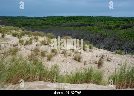 france,novelle-aquitaine,gironda,carcans,dune de sable sur la plage de carcans plage,derrière elle une vaste forêt de pins, côte atlantique, golfe de gascogne Banque D'Images