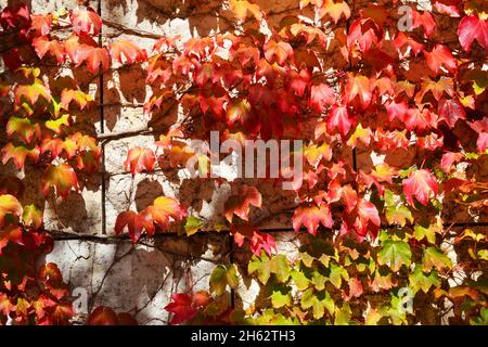 Fond mural coloré couvert de lierre d'automne Banque D'Images