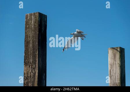 un mouette vole entre deux chevilles en bois sur l'océan atlantique Banque D'Images