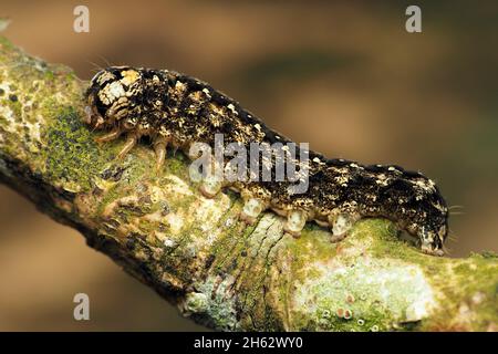 Merveille du jour chenille (Griposa aprilina) sur branche de chêne.Tipperary, Irlande Banque D'Images