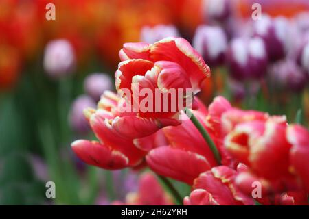 Tulip d'un grade de "un" Rococo close up horizontalement sur un arrière-plan flou.Liliaceae Famille. Tulipa. Banque D'Images