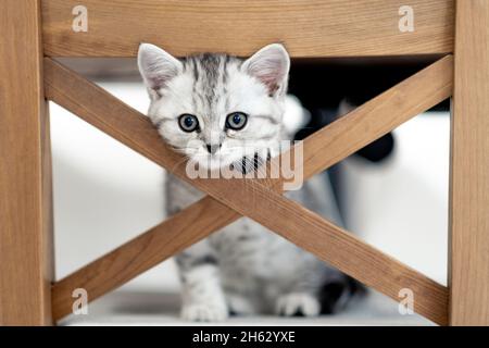 Portrait mignon petit drôle rayures écossais pliage gris chatons chat assis sur une chaise à la maison.La vie des chats Banque D'Images