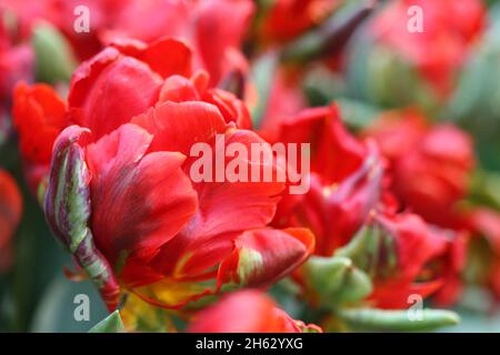 Tulip d'un grade de "un" Rococo close up horizontalement sur un arrière-plan flou.Liliaceae Famille. Tulipa. Banque D'Images