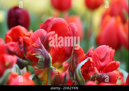 Tulip d'un grade de "un" Rococo close up horizontalement sur un arrière-plan flou.Liliaceae Famille. Tulipa. Banque D'Images